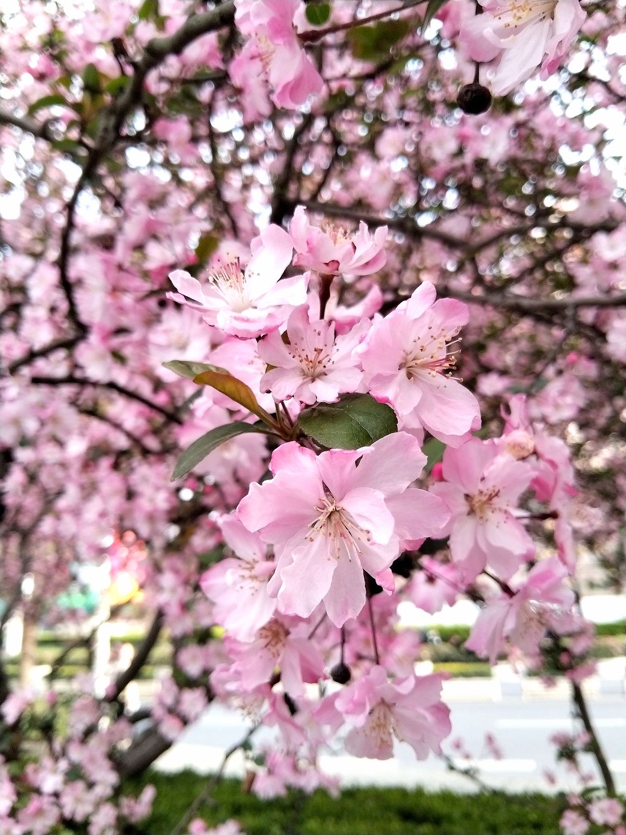 春天美景.海棠花.花海（图ZMzY1MjIwMTg0） - 风光摄影 - 站酷设计师东逛西摄原创素材 - 站酷ZCOOL