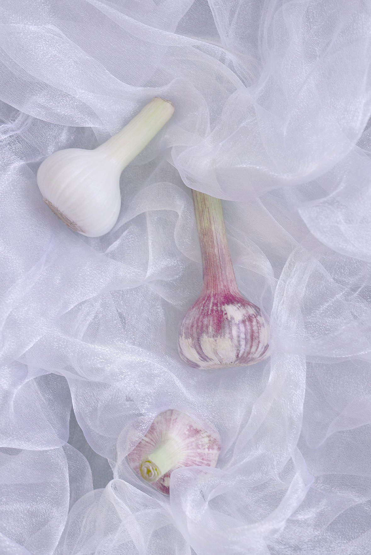 新蒜和郁金香瓜（图ZNzgxMTQ4NDA=） - 其他摄影 - 站酷设计师YUM汤汤原创素材 - 站酷ZCOOL