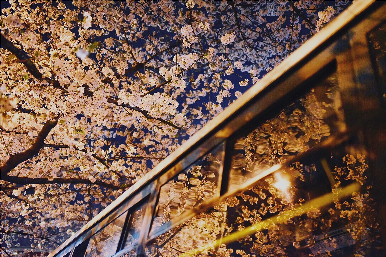 南浦大桥公交枢纽夜樱