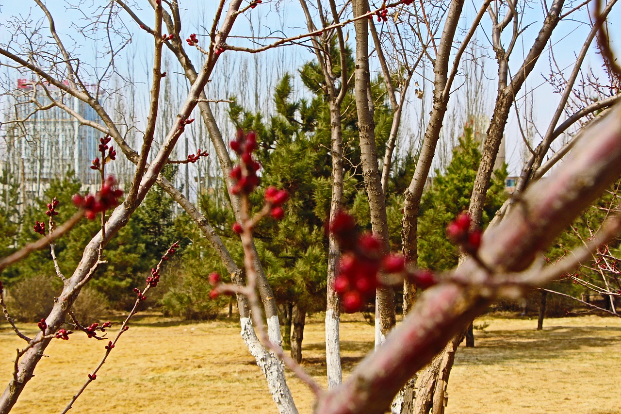 春天里的花（图ZMTUyNjA2MzY=） - 风光摄影 - 站酷设计师grows原创素材 - 站酷ZCOOL