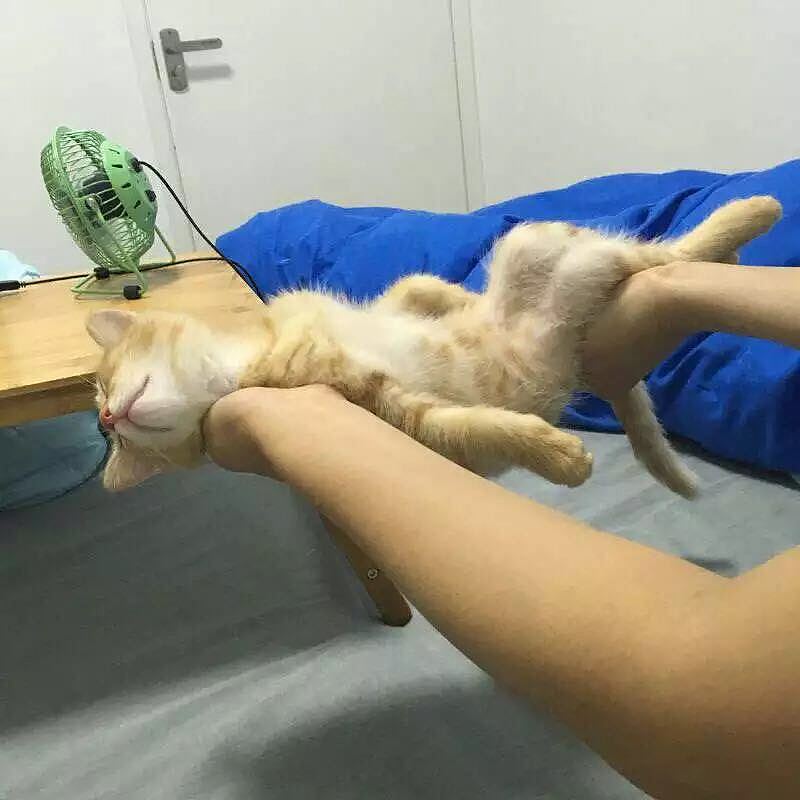 菜刀眼黄豆芽的日常（图ZODEwMzcyNDg=） - 宠物摄影 - 站酷设计师violasean原创素材 - 站酷ZCOOL