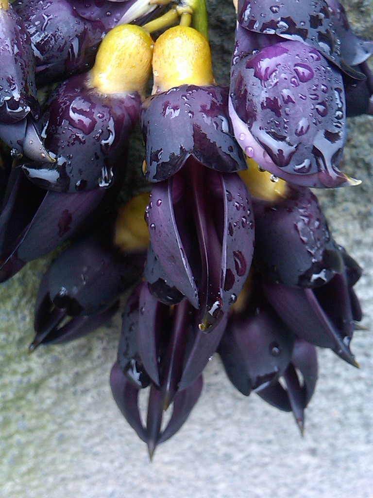 长在桥上的,下着小雨!不知名……