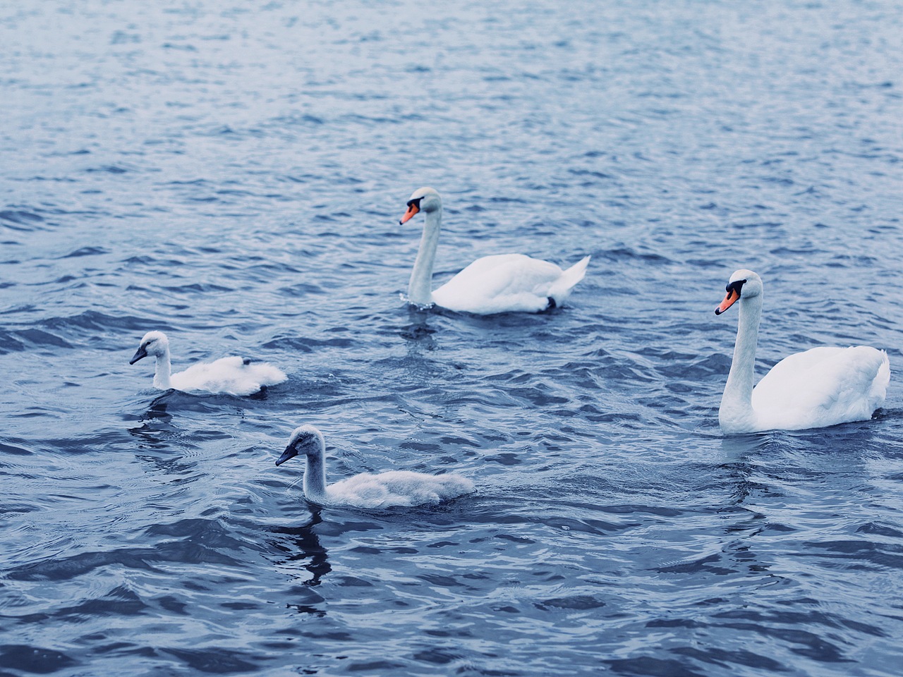 Fujiyama（图ZMzQ0NTkxODI0） - 风光摄影 - 站酷设计师ARTLee小杰原创素材 - 站酷ZCOOL