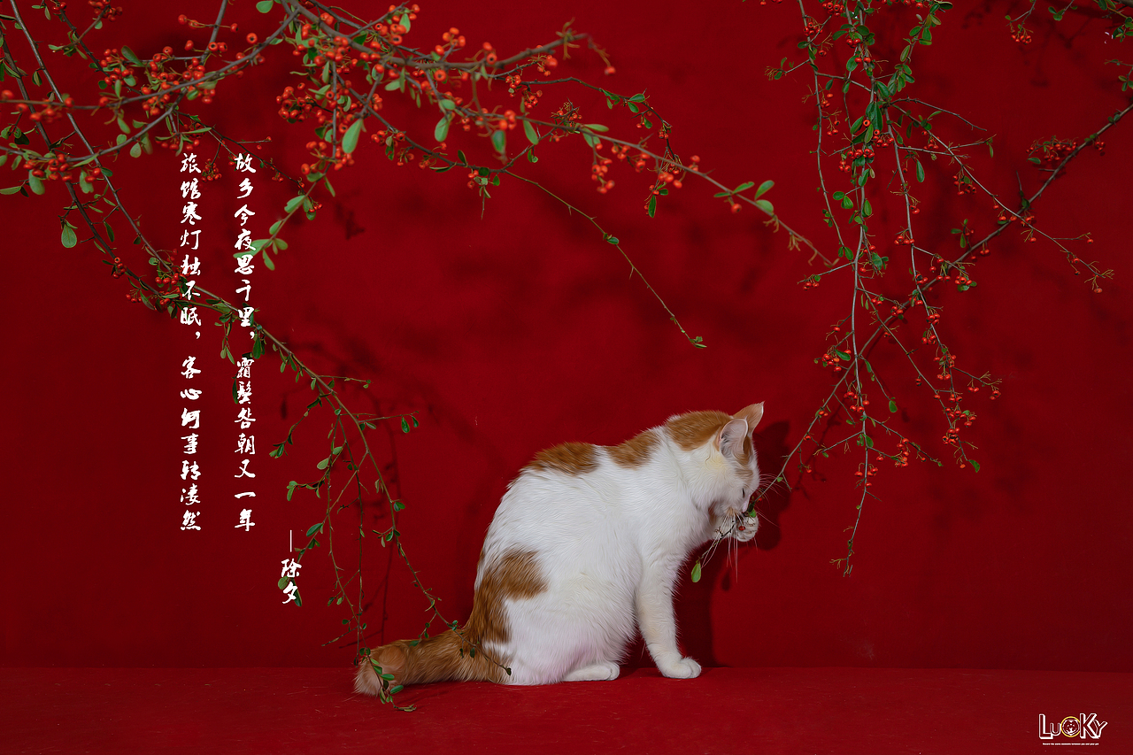 宠物摄影-春（猫咪）（图ZMTQxNTA4MjEy） - 宠物摄影 - 站酷设计师LUCKY宠物摄影原创素材 - 站酷ZCOOL