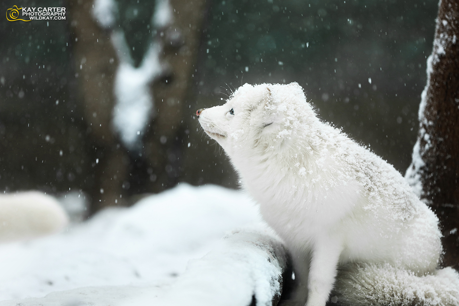 10种冬眠的动物 什么动物要冬眠大全_华夏智能网