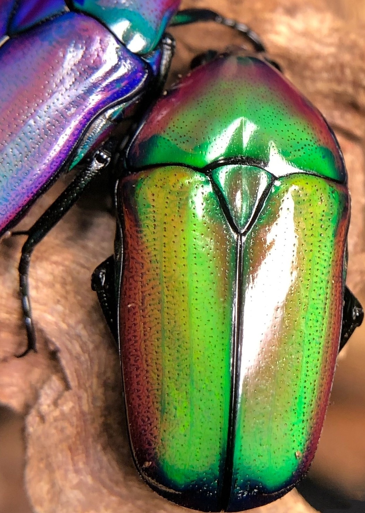 乌干达七彩金龟子