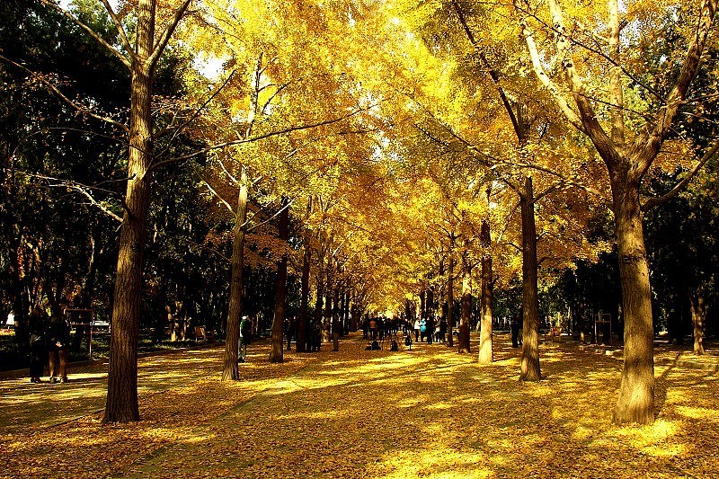 我把自己忘在秋风里