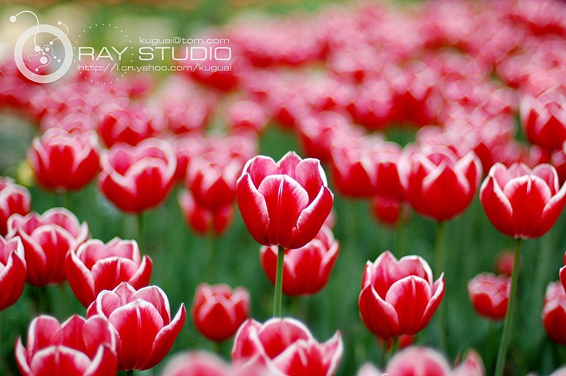 郁金香（圖ZMTE1OTc2OA==） - 風(fēng)光攝影 - 站酷設(shè)計師大連瑞智廣告公司原創(chuàng)素材 - 站酷ZCOOL