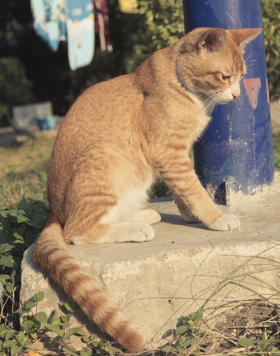 原创作品:黄狸花