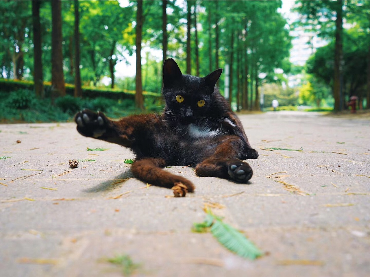 阿饅的猫（图ZMTY4NTc3MjI4） - 宠物摄影 - 站酷设计师百事闲人666原创素材 - 站酷ZCOOL