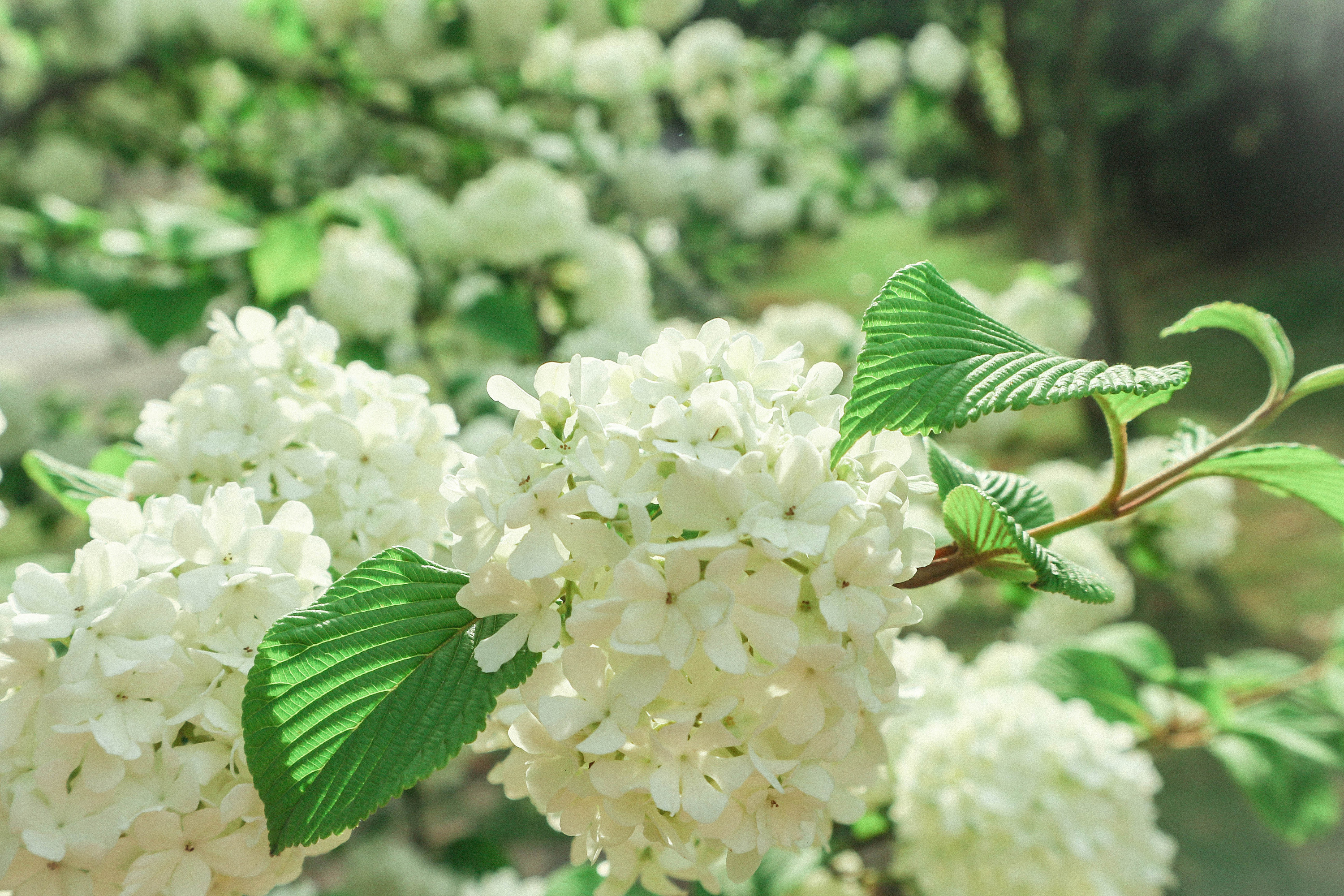 荚蒾花 木绣球 总是 好好看啊