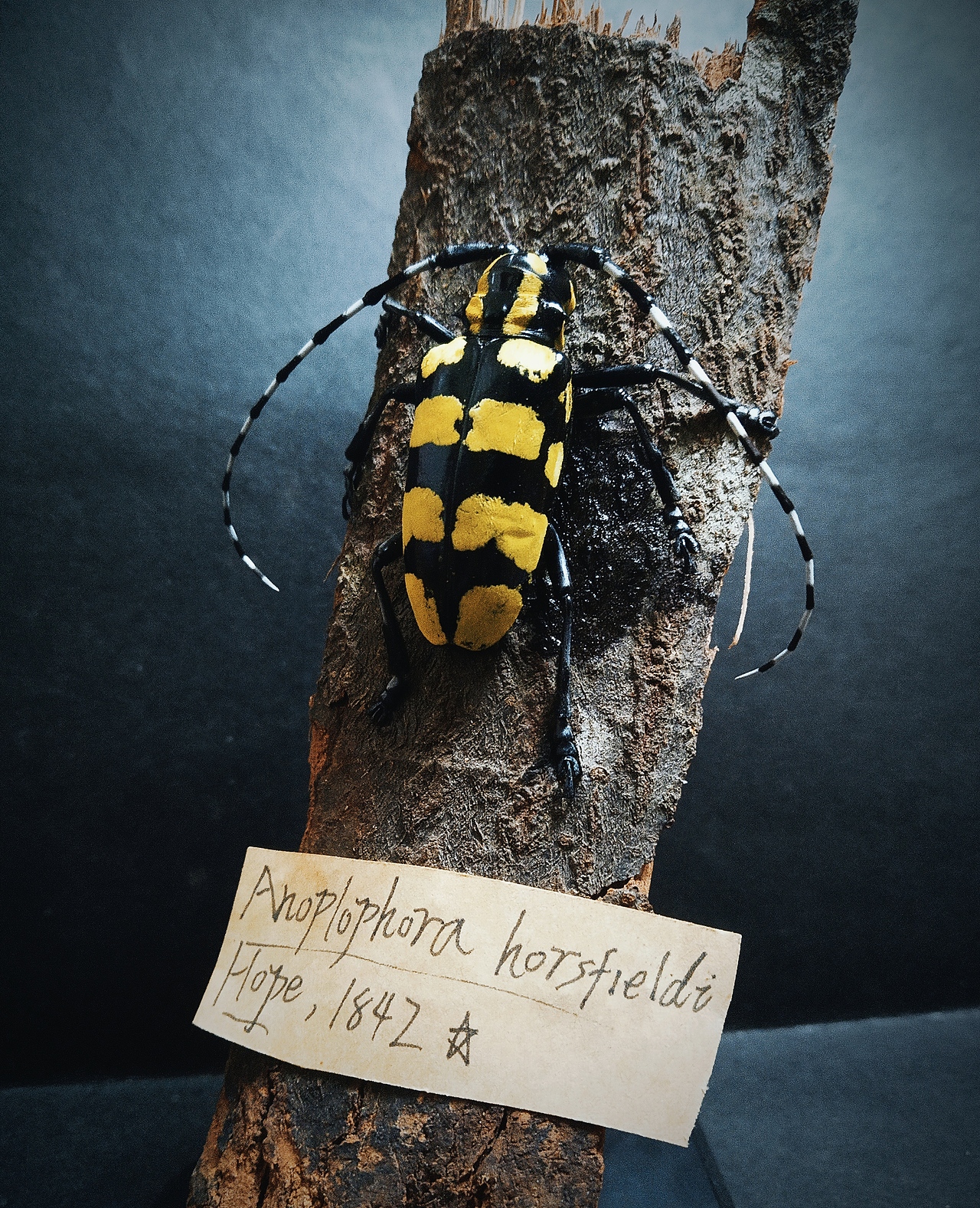 昆虫标本楝星天牛