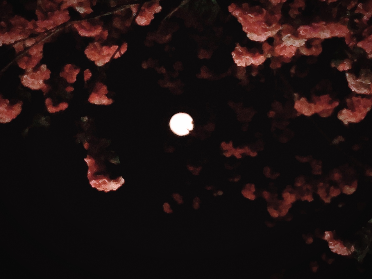 日落.春分（圖ZMjkzNTI5NDky） - 人文/紀(jì)實攝影 - 站酷設(shè)計師雨中的余原創(chuàng)素材 - 站酷ZCOOL