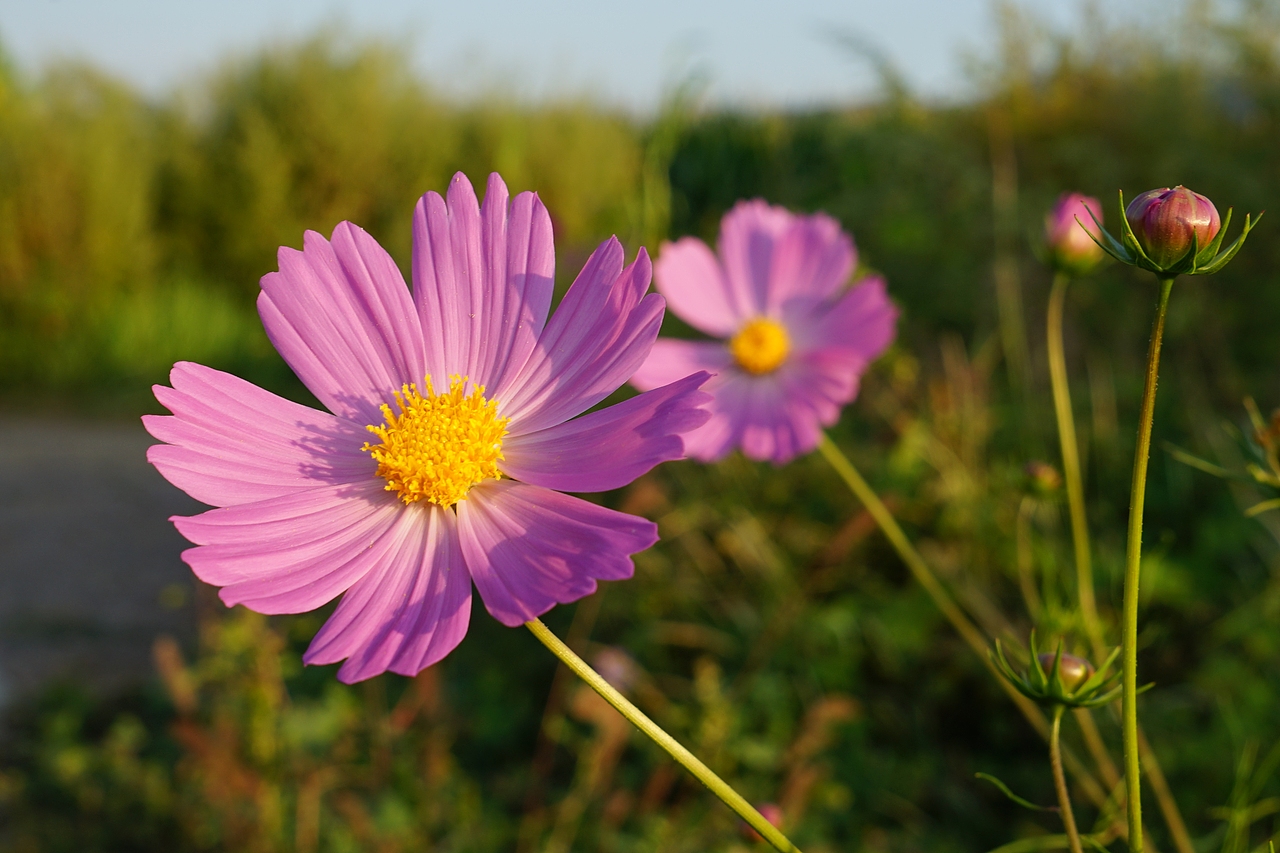 【2019·记录生活】农村老家（图ZMjQxOTUwMjAw） - 风光摄影 - 站酷设计师席振凯原创素材 - 站酷ZCOOL