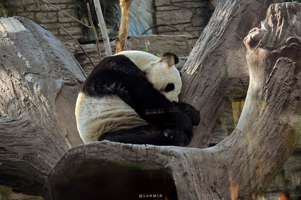 【动物园摄影图片】北京生态摄影_shan_太平洋电脑网摄影部落