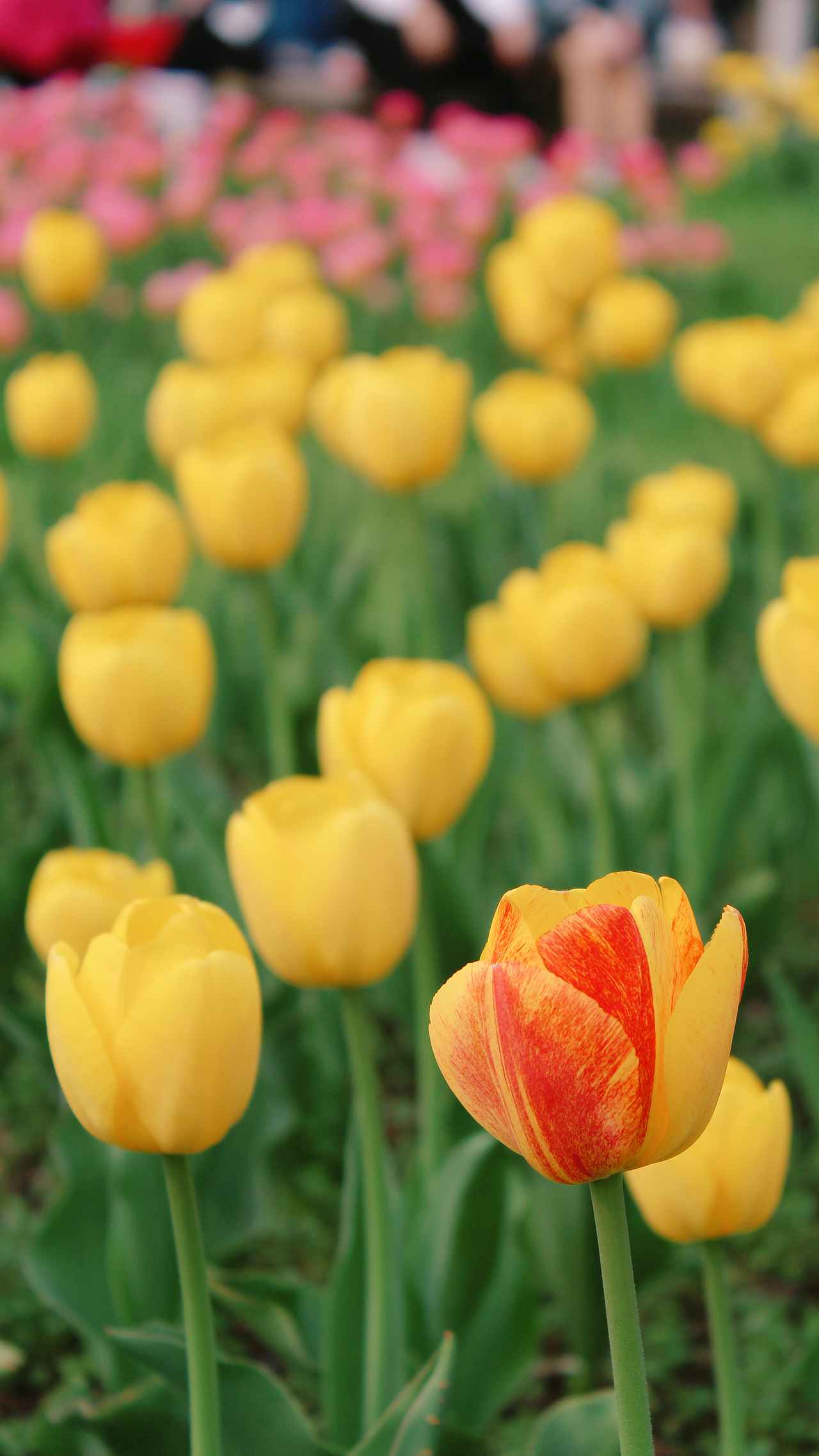 希望我们都能在春光里快乐（图ZMjkyNTU0NzA4） - 风光摄影 - 站酷设计师一大口黑锅原创素材 - 站酷ZCOOL