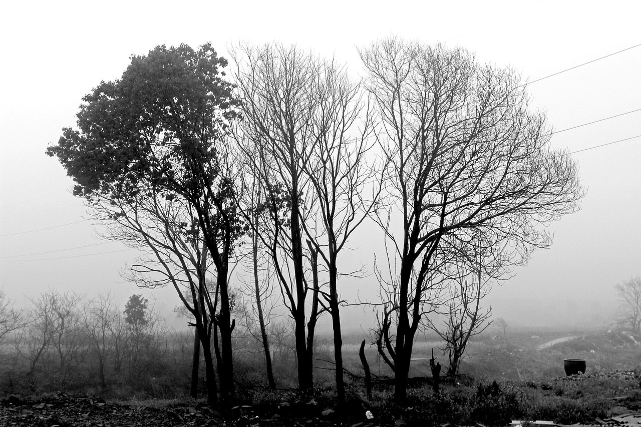大雾,雨晨,乡下