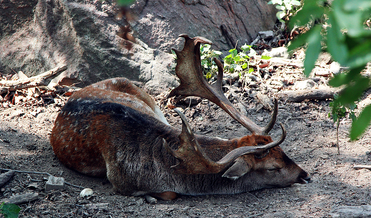 上海动物园的小伙伴们（图ZMTMwMzk4MTI=） - 风光摄影 - 站酷设计师LeoHMI原创素材 - 站酷ZCOOL