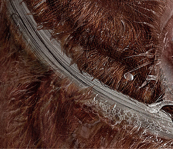 舒克牙线－牛（图ZMjE3NjgxODQ=） - 人物/生物 - 站酷设计师0077Lyon原创素材 - 站酷ZCOOL