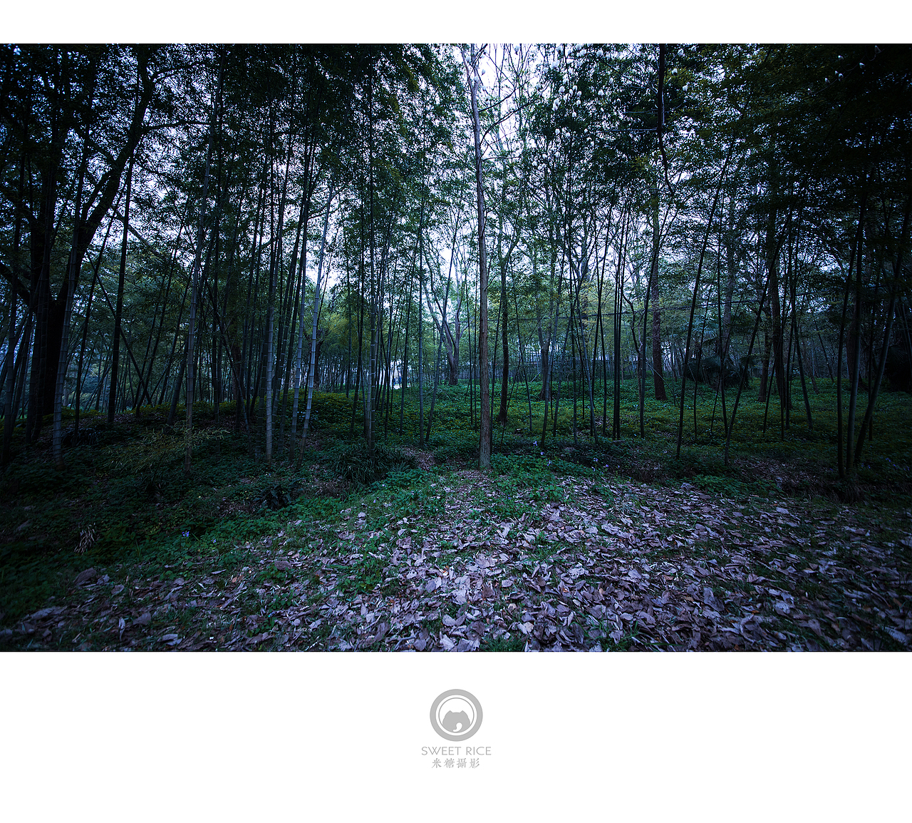 青雨嗅春（图ZNDQwOTUyNTI=） - 风光摄影 - 站酷设计师挂糖原创素材 - 站酷ZCOOL