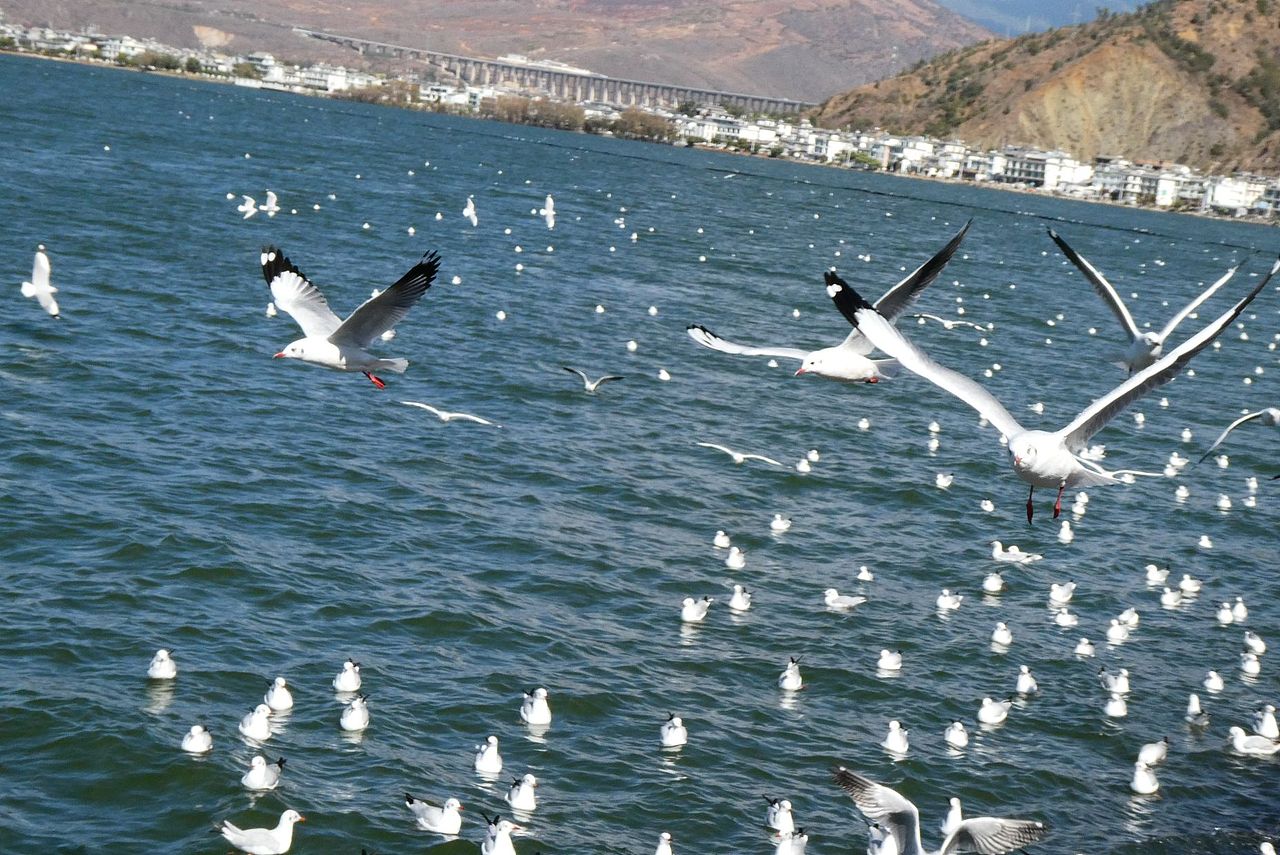 洱海上的海鸥们