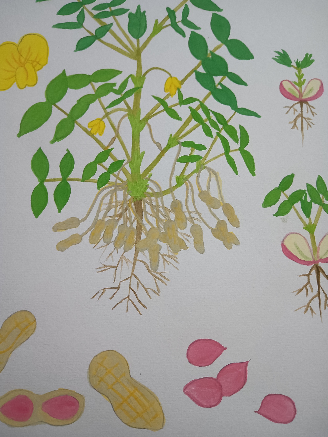 植物生长（花生）（图ZMjU5ODU5NzY4） - 创作习作 - 站酷设计师深海珍珠原创素材 - 站酷ZCOOL