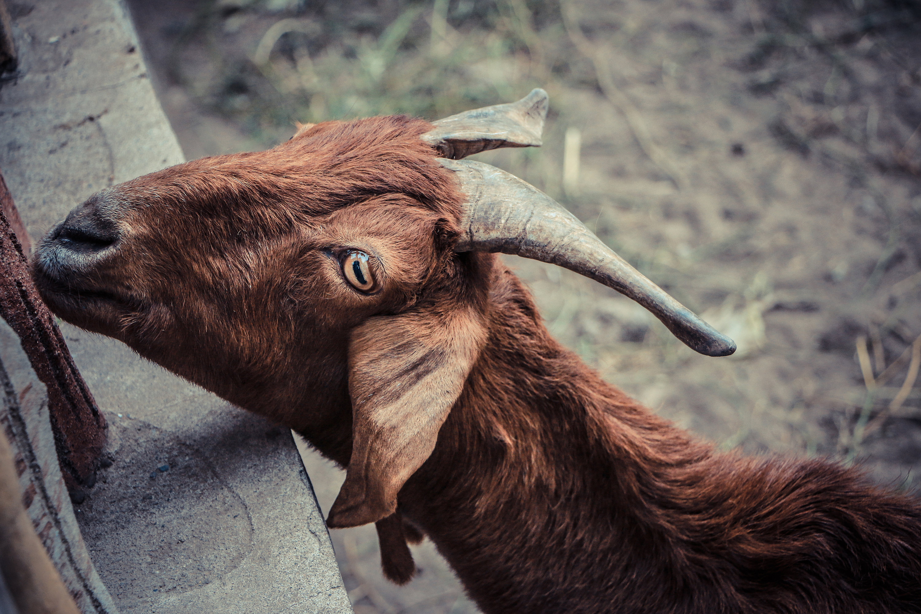 渴望的眼神|摄影|动物|一个想飞的孩子 - 原创作品 - 站酷 (zcool)