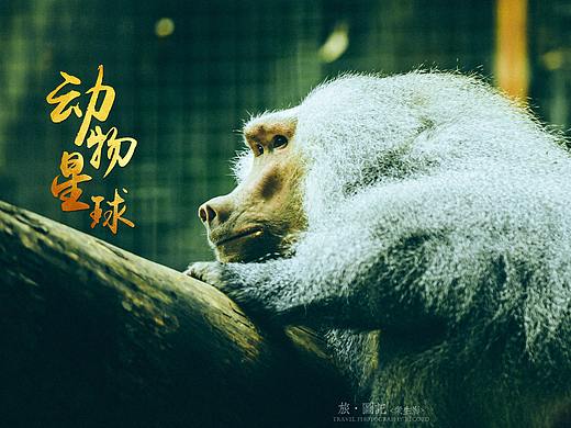 旅·图记[柒]北京动物园·动物星球