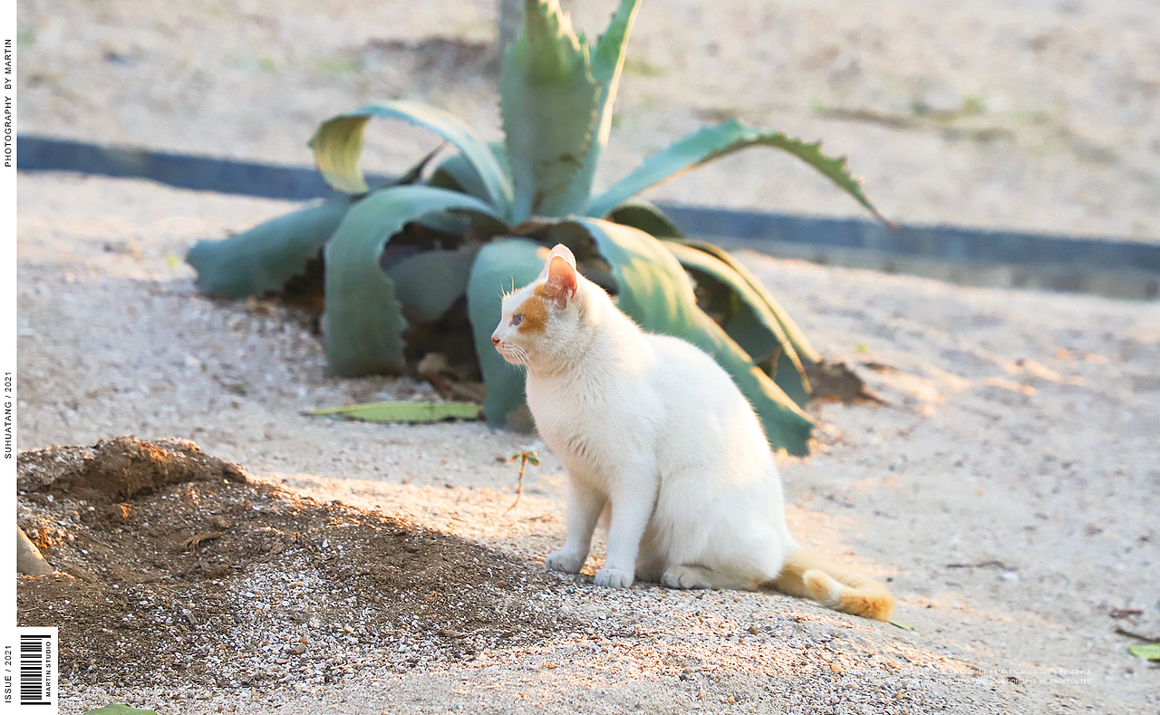 猫【一】（图ZMjQ1MjM4ODYw） - 宠物摄影 - 站酷设计师苏华棠原创素材 - 站酷ZCOOL