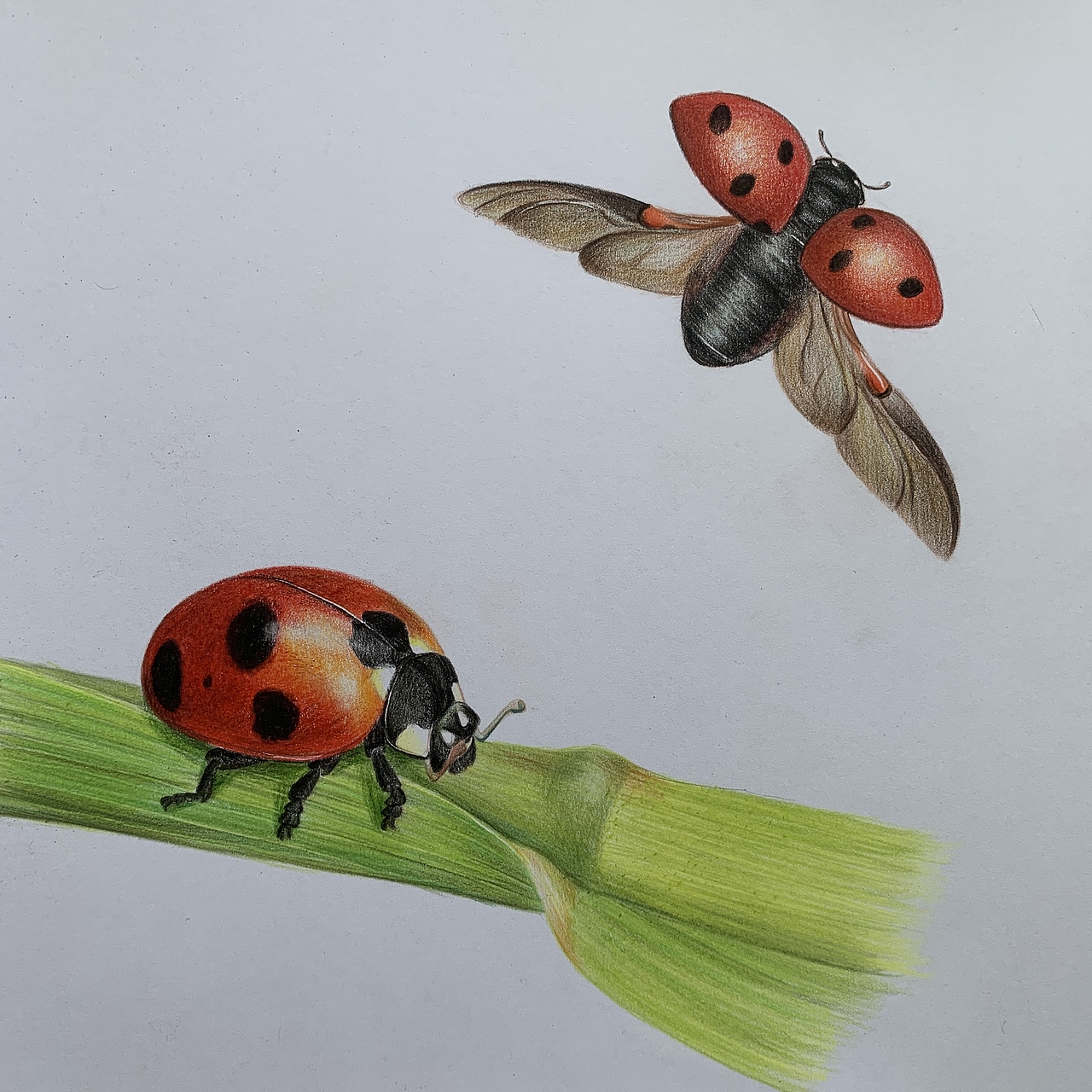 彩铅昆虫(内附过程图)