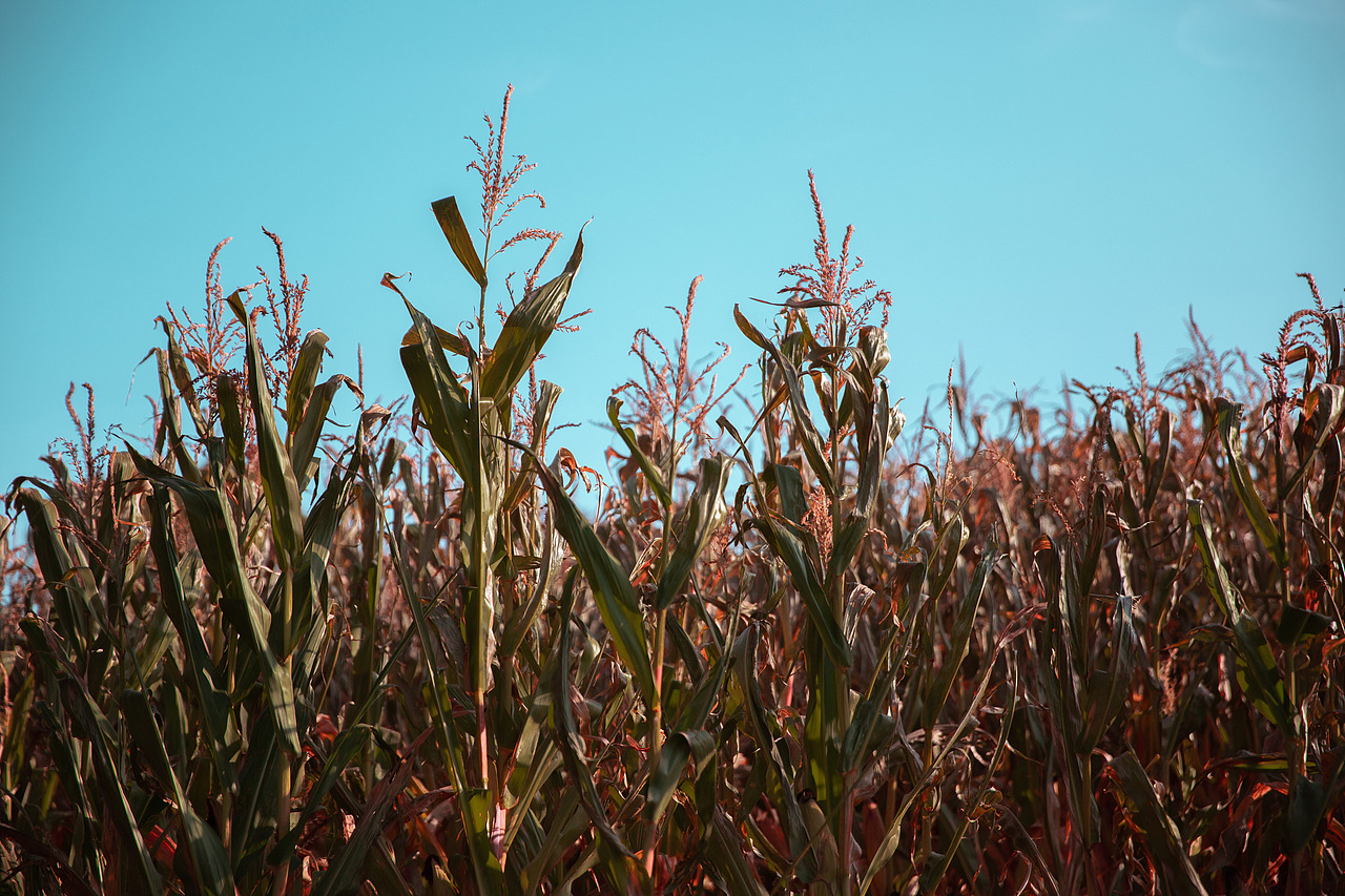 风吹一片叶,万物已惊秋（图ZMjY2ODUwNjIw） - 风光摄影 - 站酷设计师丨多鱼丨原创素材 - 站酷ZCOOL