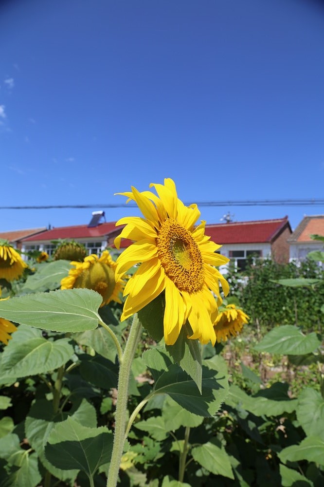 向日葵（图ZMTExMjUzNjg=） - 产品摄影 - 站酷设计师行走的音符原创素材 - 站酷ZCOOL