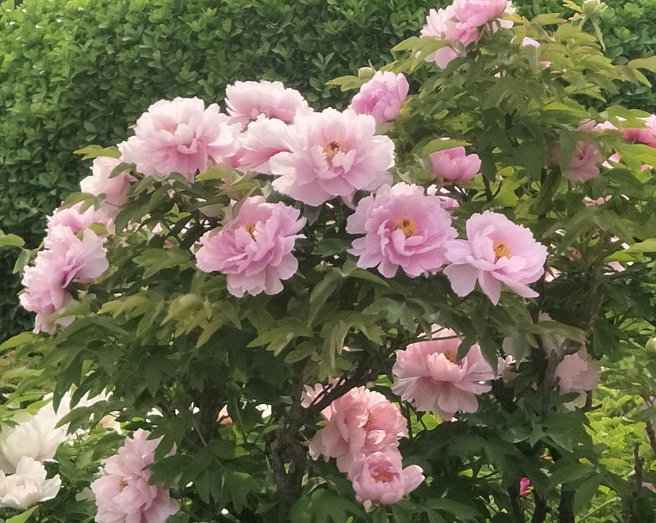 一树一树的花开，绽放在这静美的时光里！（图ZMTU0MjE5NTIw） - 产品摄影 - 站酷设计师土番茄原创素材 - 站酷ZCOOL