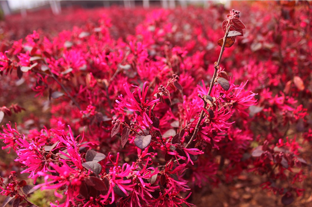 (伪)摄影--------就要绚丽--不要灰色