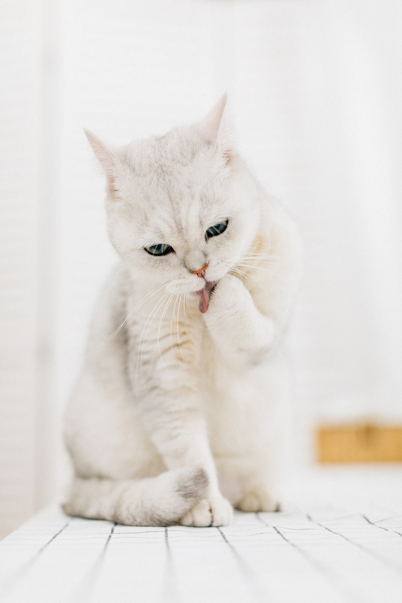 汤圆和吨吨（图ZMTQwMzk4ODg0） - 宠物摄影 - 站酷设计师未羊NAUIL原创素材 - 站酷ZCOOL