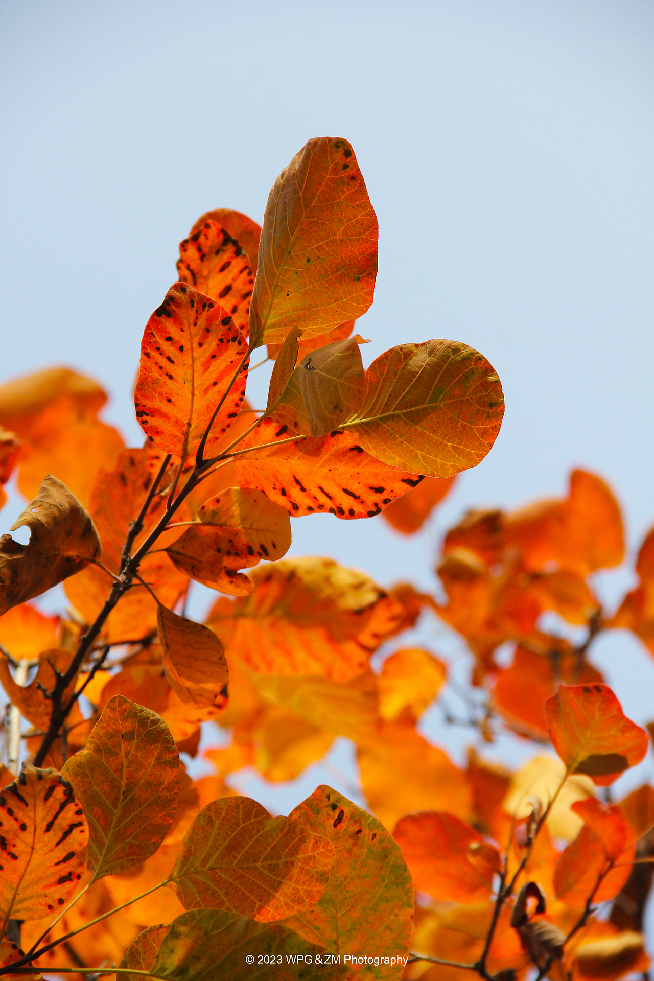 《 秋意深浓 》