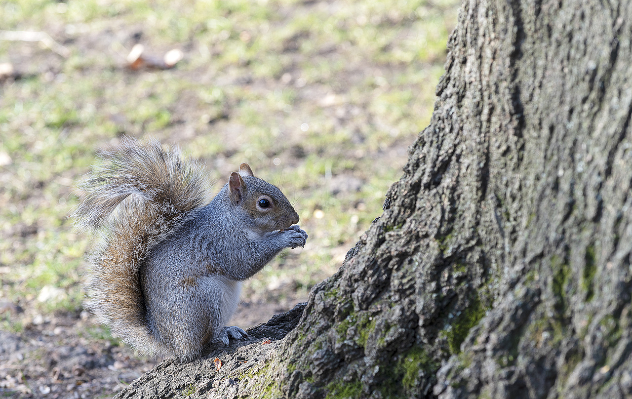 觅食中的松鼠（图ZMzI5NzQwMzQw） - 其他摄影 - 站酷设计师丰年大雪原创素材 - 站酷ZCOOL