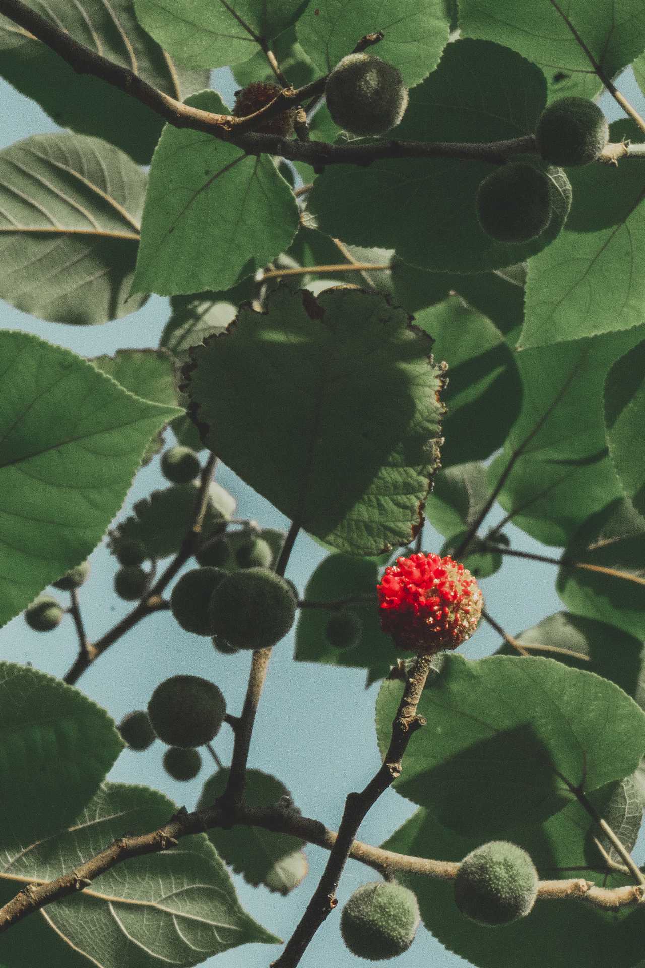 周末（图ZMzEzNDI4ODg4） - 风光摄影 - 站酷设计师非鱼子鹿原创素材 - 站酷ZCOOL