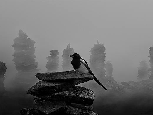喜鹊