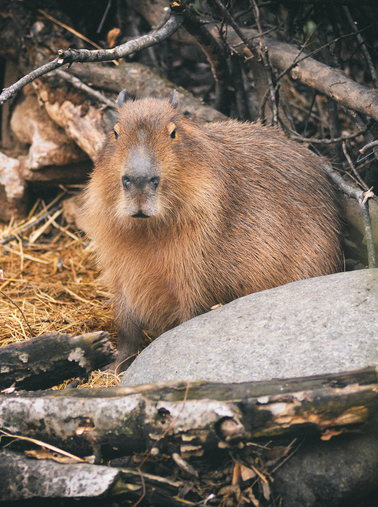 红山动物园的动物们(1)