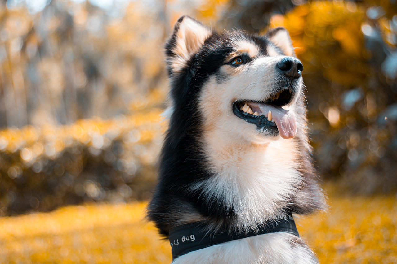 宠物狗狗|摄影|宠物摄影|单眼看世界qaq - 原创作品 - 站酷 (zcool)