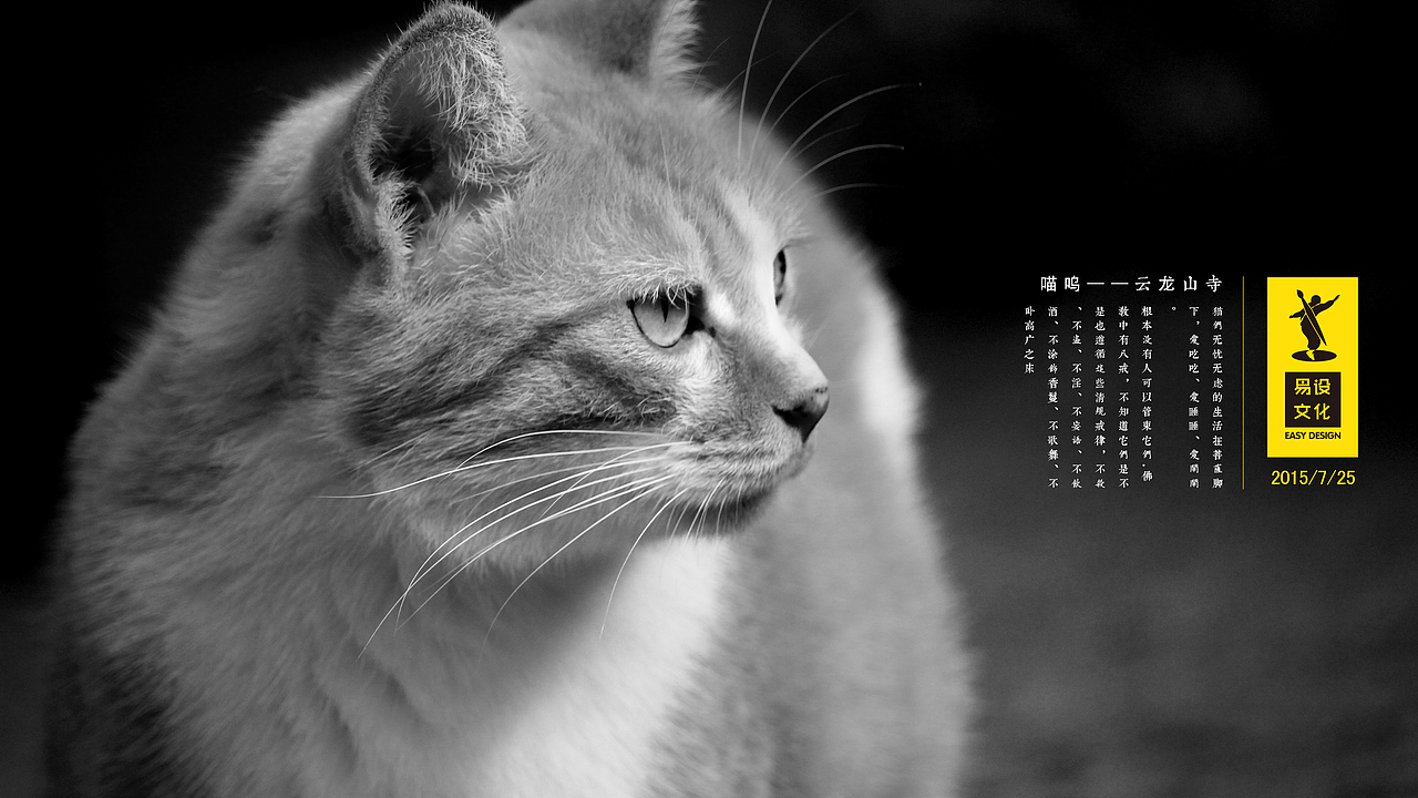 喵爹爹3（图ZMzMwNDgxNDg=） - 宠物摄影 - 站酷设计师HAOHAO设计原创素材 - 站酷ZCOOL