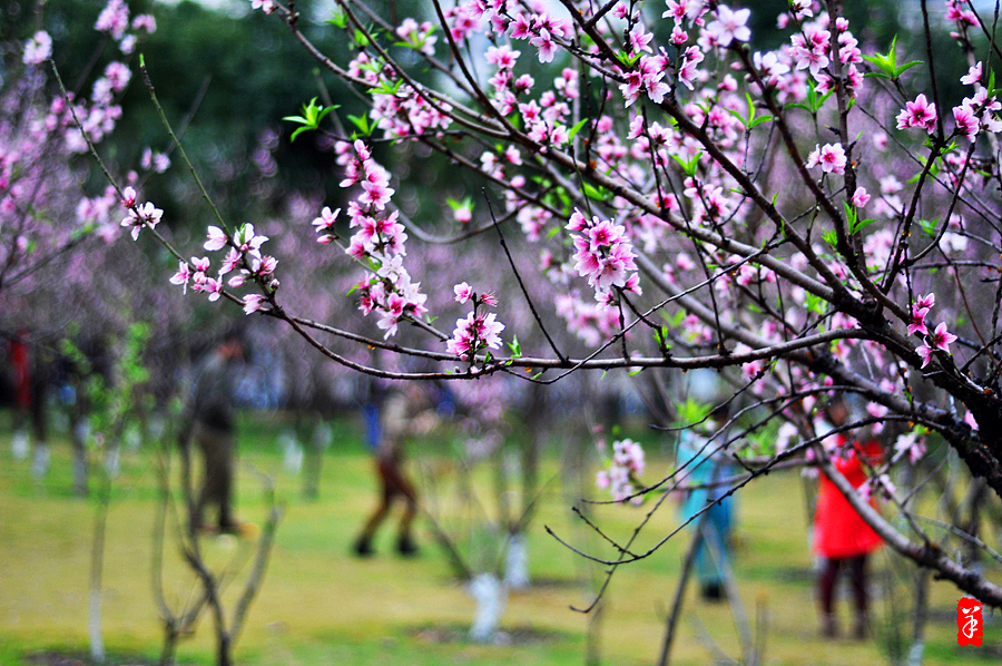 2014春·深圳大学桃花朵朵（图ZMTQwOTUwMDg=） - 风光摄影 - 站酷设计师szuedu2005原创素材 - 站酷ZCOOL