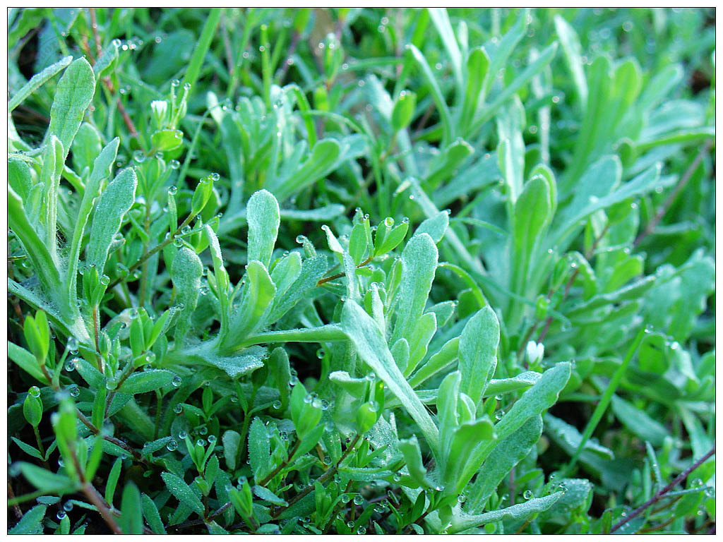 佛耳草(鼠曲草).