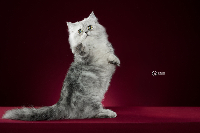 小猫的动态肖像写真（图ZMzIzODU1NDY4） - 宠物摄影 - 站酷设计师爱拍猫的锅仔原创素材 - 站酷ZCOOL