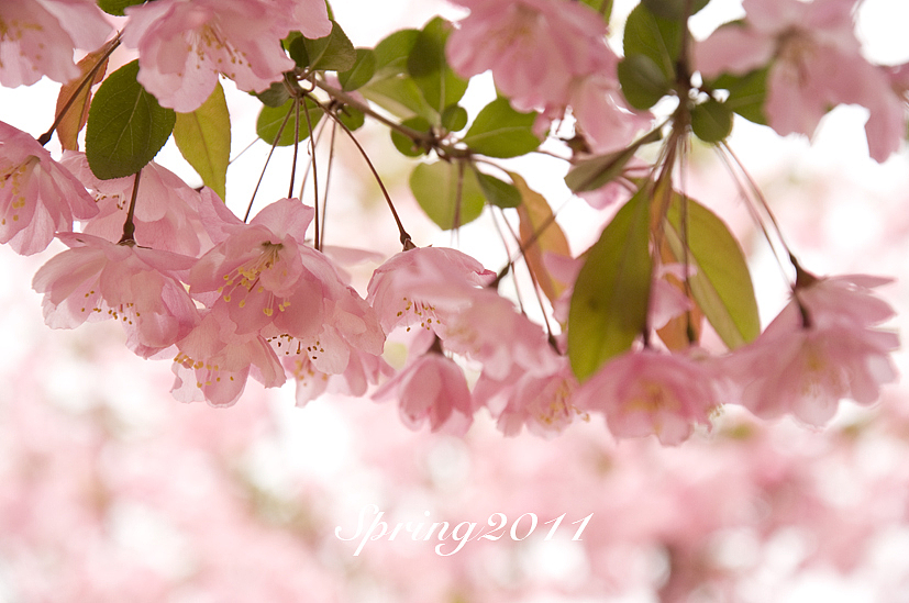 四月芳菲——垂丝海棠怒放（图ZMjczMTI1Ng==） - 风光摄影 - 站酷设计师慢熟的兔子原创素材 - 站酷ZCOOL