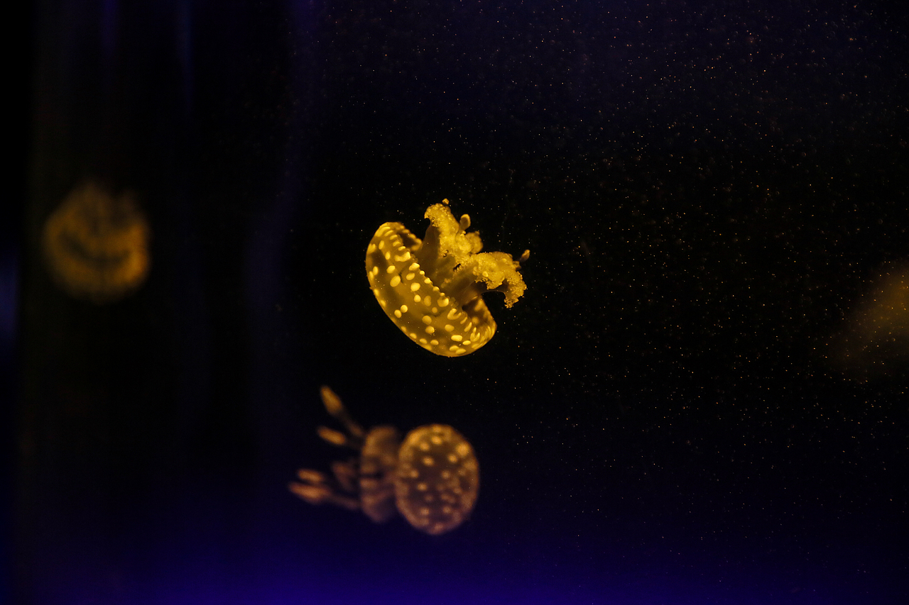 最萌物系列——水母