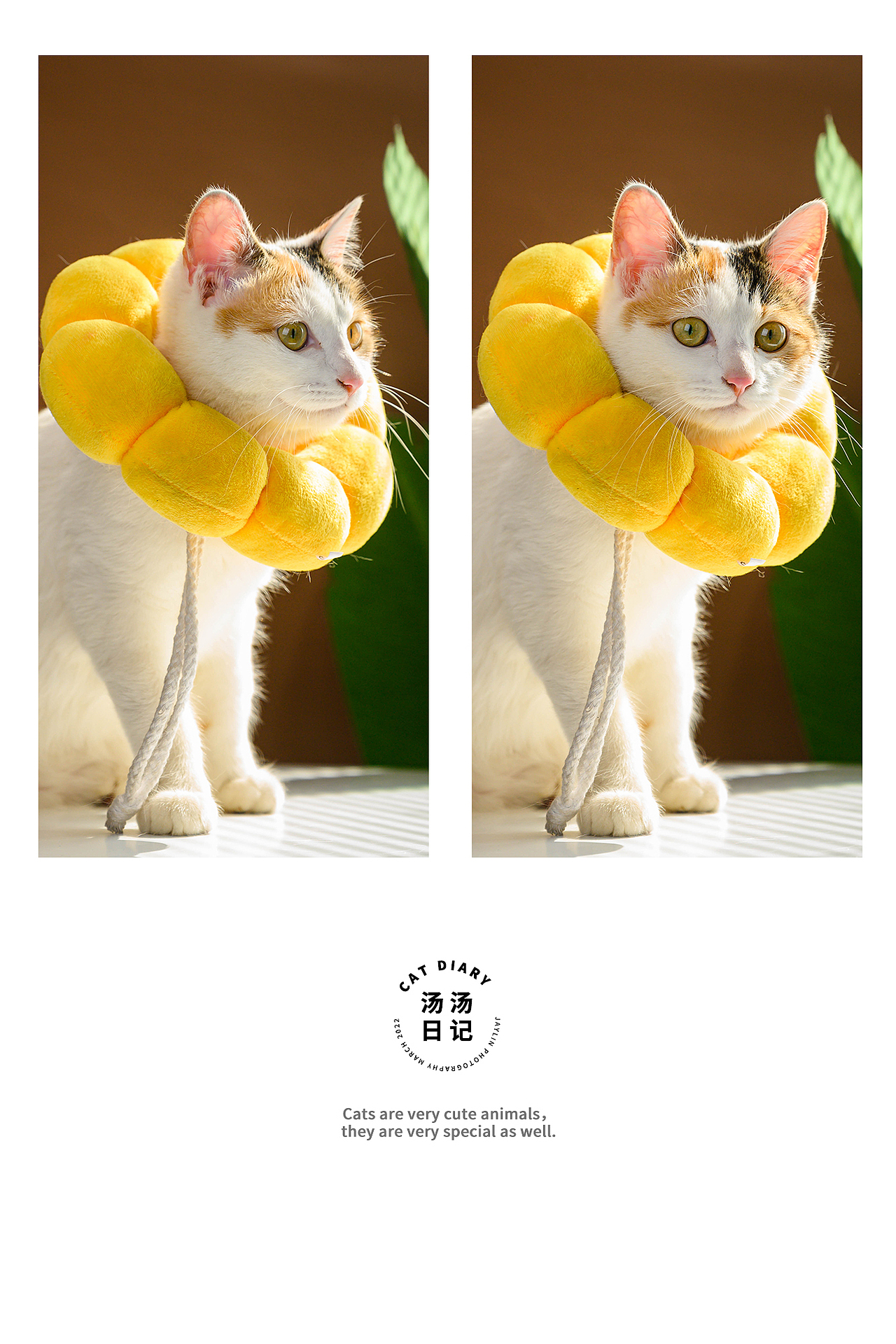 Jaylin｜湯湯日記（圖ZMjkzMTE5NjYw） - 寵物攝影 - 站酷設(shè)計(jì)師阿宅Jaylin原創(chuàng)素材 - 站酷ZCOOL