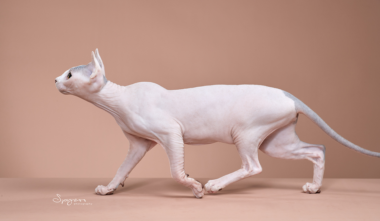 斯芬克斯无毛猫（图ZMjcyNDgxODI0） - 宠物摄影 - 站酷设计师spyzoo原创素材 - 站酷ZCOOL