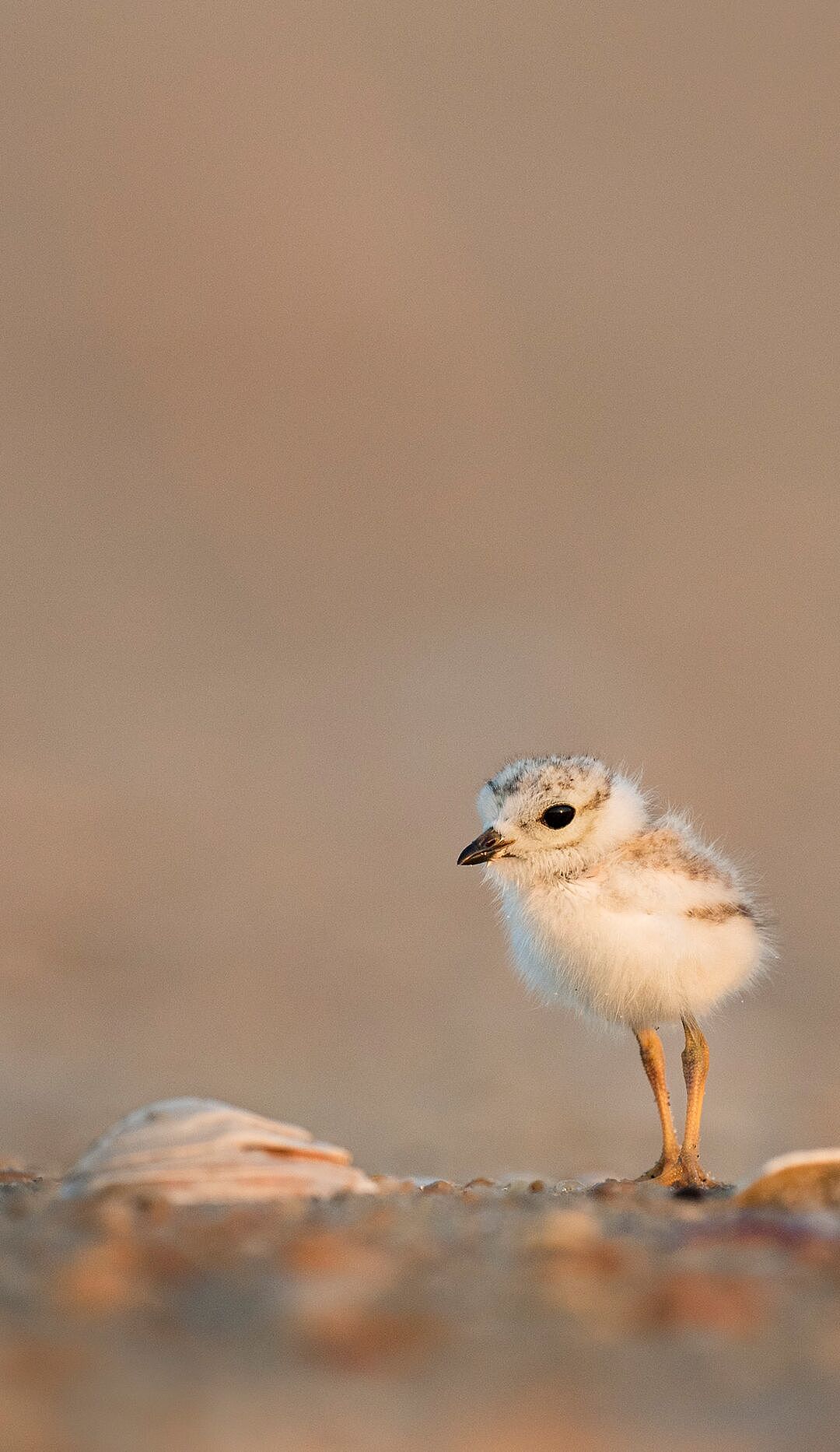 4K高清壁纸来了,超适合华为手机系列的动物世界壁纸